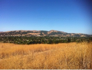 Sonoma hills