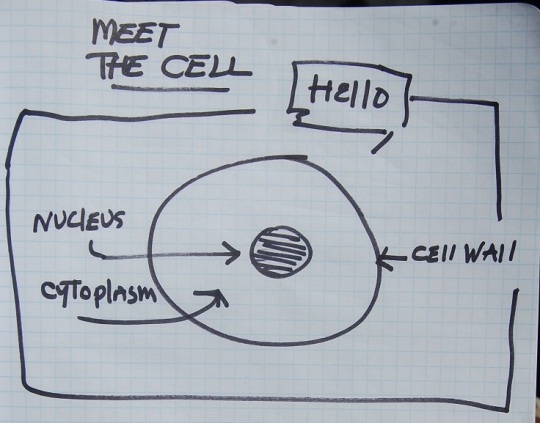 meet the cell